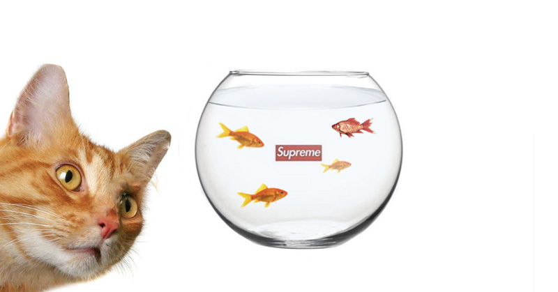 Supreme 推出傻眼貓咪魚缸