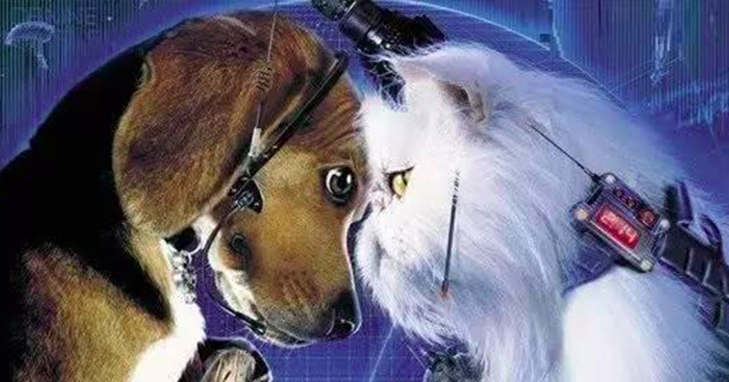 貓狗不用戰了！不只喵星人遭殃！美國巴哥犬也被新冠病毒感染惹！