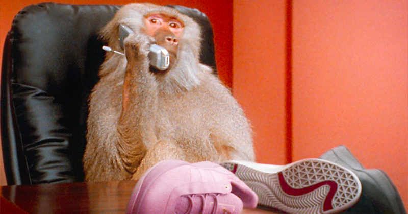 滑板人小心！這雙 Palace x adidas 連猴子都在找人幫忙處理！