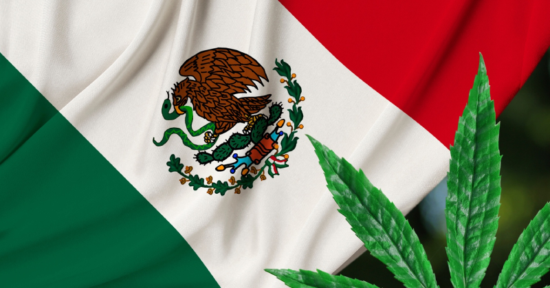 最多能隨身攜帶 28 克還能當自用農夫！世界綠色版圖再擴展，墨西哥下議會「大麻合法化」法案正式通過！