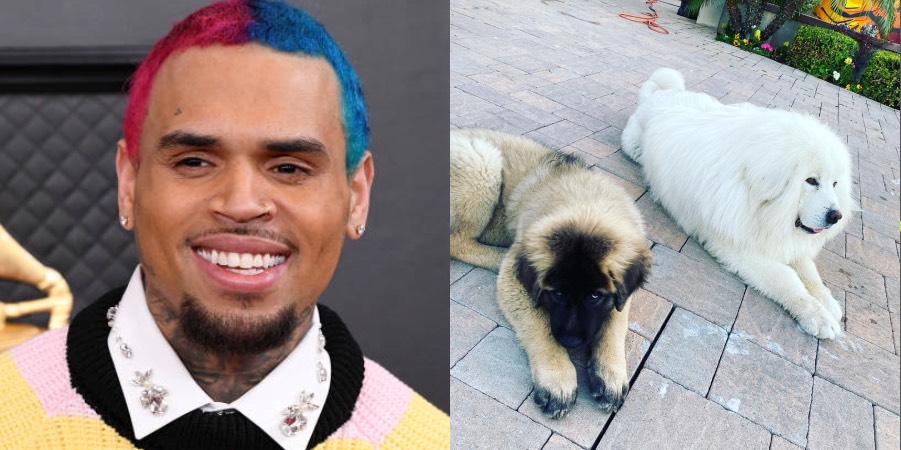 有其主人必有其狗？Chris Brown 愛犬攻擊事件最新進展，受害者：他當時在裝傻，甚至還想掩蓋這件事！