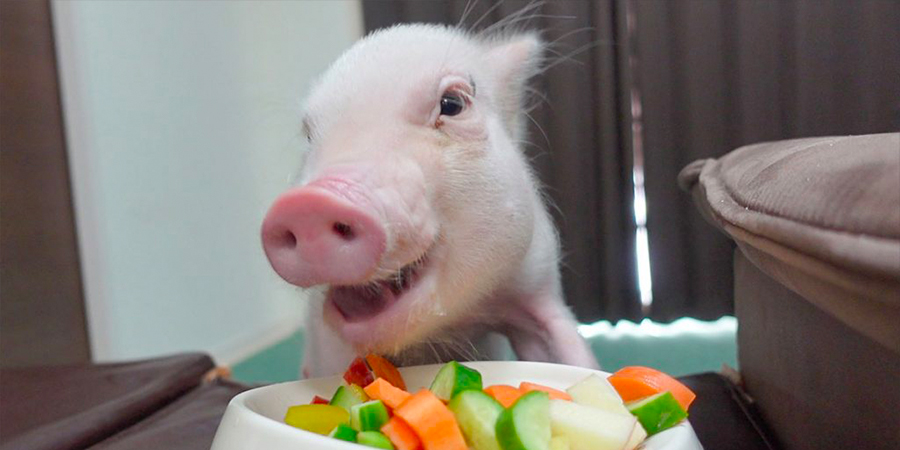 日本 Youtube 爆紅《100 天後會被吃的豬》 迷你豬「五花肉」結局終於揭曉！