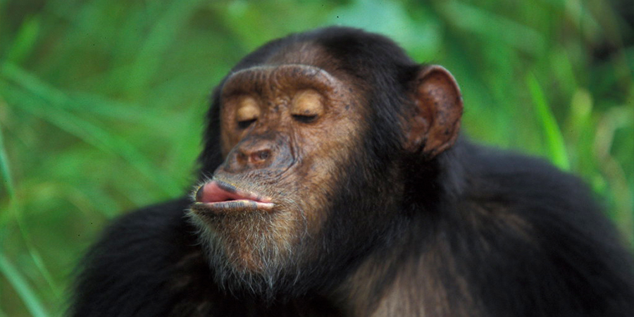 內容慎入！ 動物園黑猩猩突然進行口交 讓民眾直呼看傻眼？！