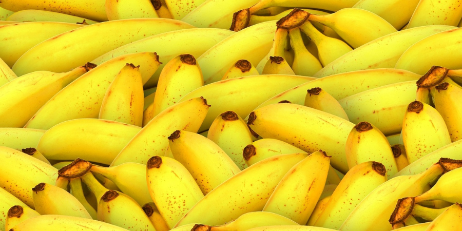 香蕉界也遭遇嚴重疫情！？未來恐面臨滅種危機