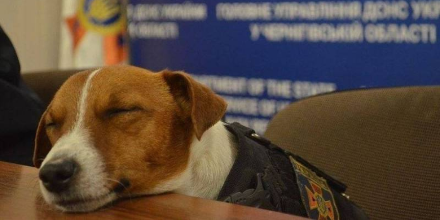 烏克蘭掃雷神犬直播記者會上直接開睡網友：真的辛苦了 QQ