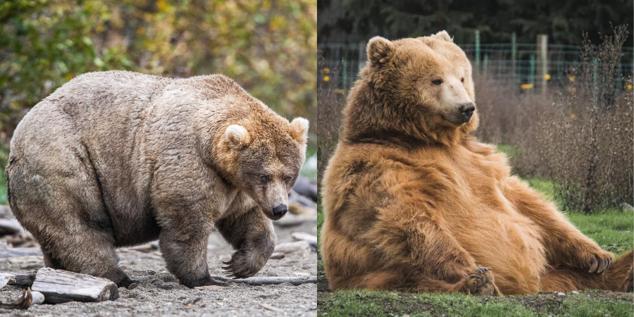 一年一度的肥熊週又來啦！棕熊們準備進入冬眠期邀請網友投票選出大胖熊！