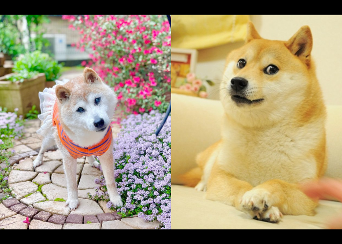狗界迷因王「Doge」高齡 18  歲去世，經典事蹟一次看！