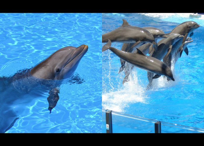 動保意識抬頭！遠雄海洋公園「海豚表演」將在明年走入尾聲！